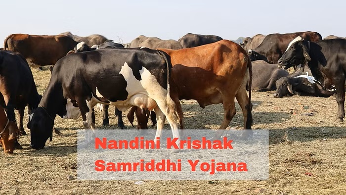 nandini krishak samriddhi yojana get rs 31 lakh subsidy for opening cow dairy know the eligibility and application process