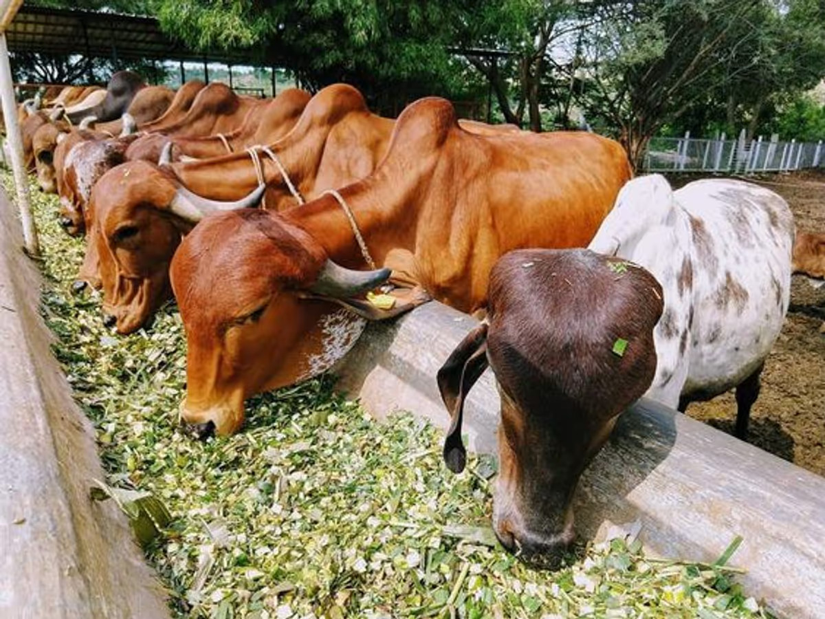 cows image 1